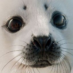 Seal Pup Eyes  Beginner  Acrylic painting Tutorial Step by Step   #AcrylicTutorial