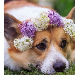 LIVE 🔴 Corgi Memorial Painting  Queen Elizabeth 2  🌺🌸🌼 Acrylic painting Tutorial Step by Step
