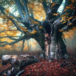 The OLD AUTUMN TREE Patron only - PART  5  Acrylic painting Tutorial Step by Step