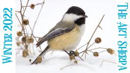 Chickadee bird in Snow 🎄☃️❄️ How to paint acrylics for beginners: A step-by-step tutorial