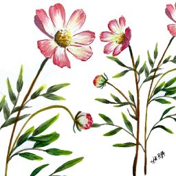 EASY How To Draw and Paint Cosmos Flowers 🌟🎨 How to paint acrylics beginners: Paint Night at Home