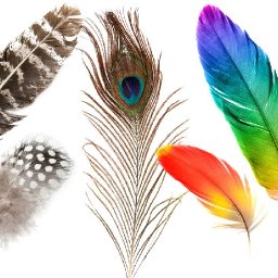 How to paint realistic Feathers in Acrylic step by step  | Intro to Tools and Techniques | Beginners