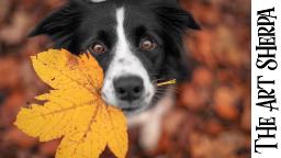 Good Boi Dog Holding Fall leaf  How to paint acrylics for beginners: Paint Night at Home