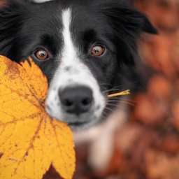 Good Boi Dog Holding Fall leaf  How to paint acrylics for beginners: Paint Night at Home