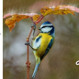 Adorable Yellow Blue Bird in the Rain 🌟🎨 How to paint acrylics for beginners: Paint Night at Home