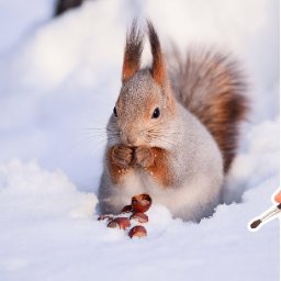 How to Draw a Red Squirrel in Snow  How to paint Watercolor  for beginners: Paint Night at Home