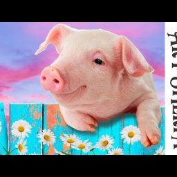 How to paint with Acrylic on Canvas adorable Pig with flowers