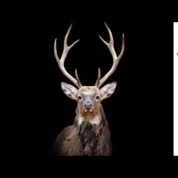 How to paint wildlife  with Acrylic on Canvas Stag Head Live stream