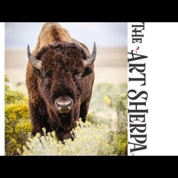 How to paint a Buffalo in Yellow flowers Acrylic Painting Tutorial Southwest Art Week