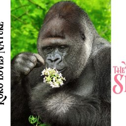 How to paint Koko the Gorilla  step by step Acrylic for beginners