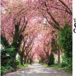 Beginners How to paint with Acrylic on Canvas Cherry Tree Tunnel