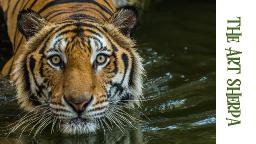 How to paint with Acrylic on Canvas of a Swimming Bengal Tiger