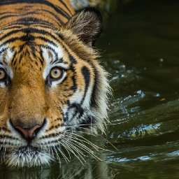 How to paint with Acrylic on Canvas of a Swimming Bengal Tiger