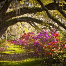 How to paint with Acrylic on Canvas Southern oak lane with Azaleas