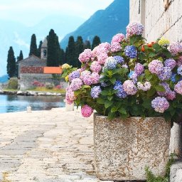 How to paint with Acrylic on Canvas lake Retreat Hydrangea's