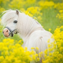 How to paint with Acrylic on Canvas Yellow flowers with white  Pony