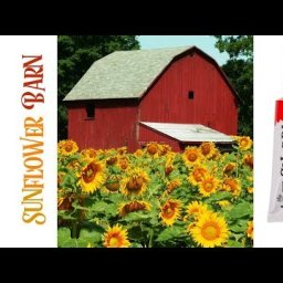 How to paint with Acrylic on Canvas a Red barn with sunflowers