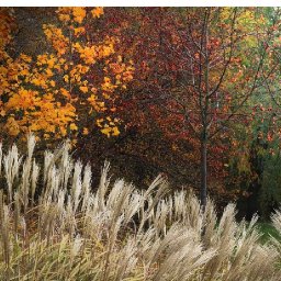 How to paint with Acrylic on Canvas Fantasy Fall grasses abstract