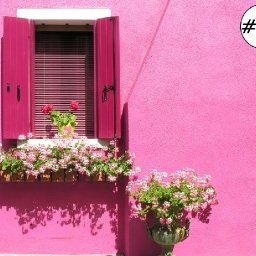 Pink window box flowers loose step by step Acrylic April day #30