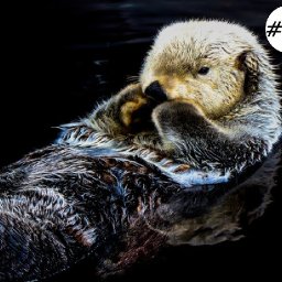 Otter in water Easy loose step by step Acrylic April day #28