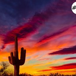 Cactus in Desert Sunset Easy loose step by step Acrylic April day #23