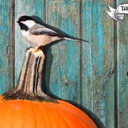 Easy Acrylic painting Chickadee and Pumpkin step by step