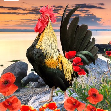Sassy rooster Reference 