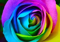 Rainbow Rose Reference