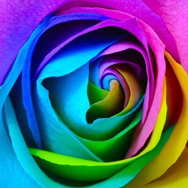 Rainbow Rose Reference