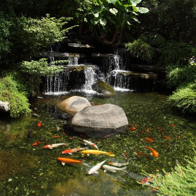 Koi and falls 