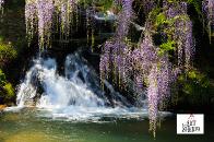 Wysteria and fall 