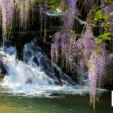 Wysteria and fall 