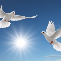 awesome-pigeon-desktop-hd-wallpapers-full