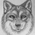 Wolf Final 0317