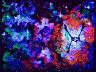 TAS160220.01.Blacklight.jpg TAS160220.01.Blacklight.jpg