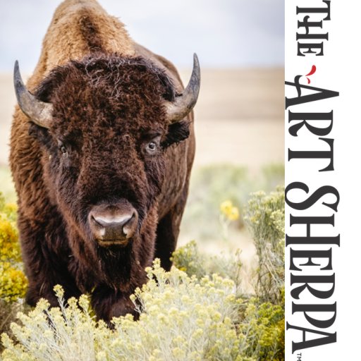 Buffalo Thumbnail 