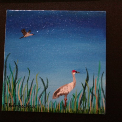 Sand Hill Crane