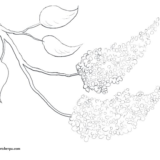 Lilacs