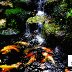 Koi #1 