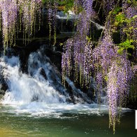 wysteria and fall 