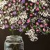 baby's breath