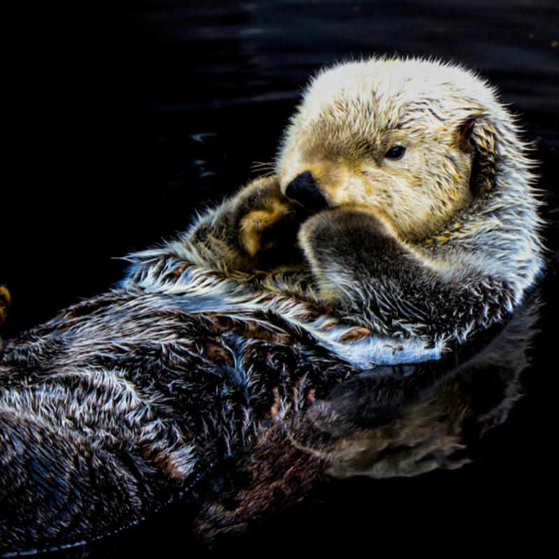 Otter In Water Easy Loose Step By Step Acrylic April Day #28 | The Art ...