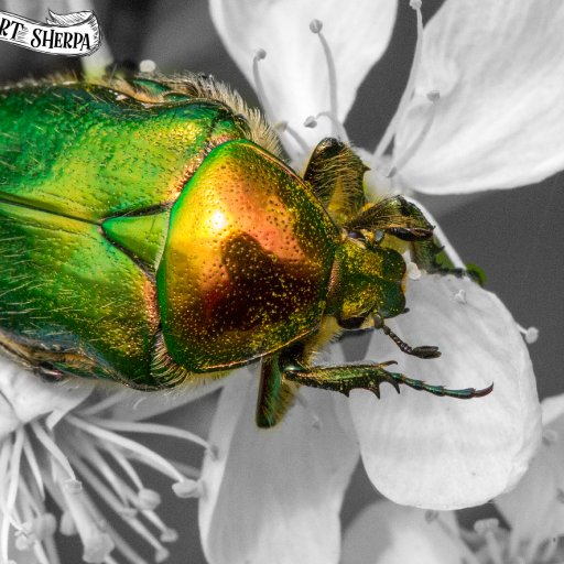 9x12 metallic beetle 