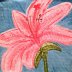 Star Gazer Lily