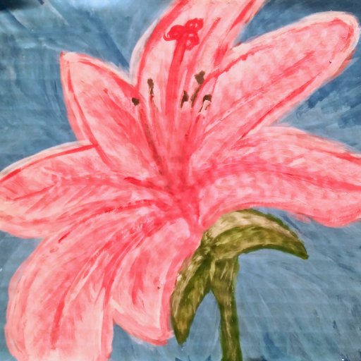 Star Gazer Lily