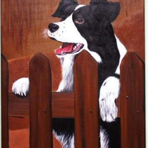 Border Collie