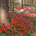Garvan Gardens - Red & Pink Tulips