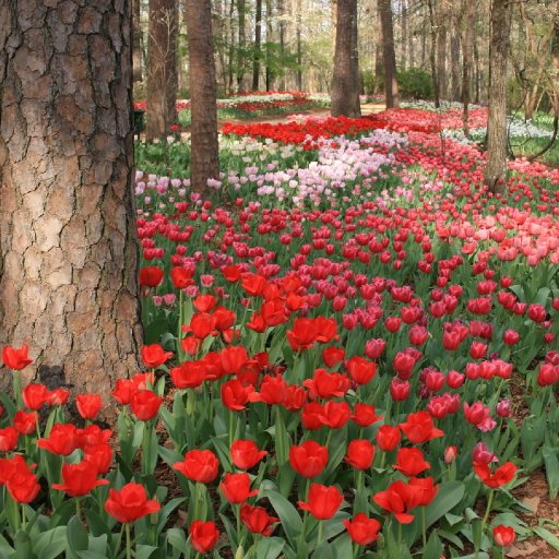 Garvan Gardens - Red & Pink Tulips
