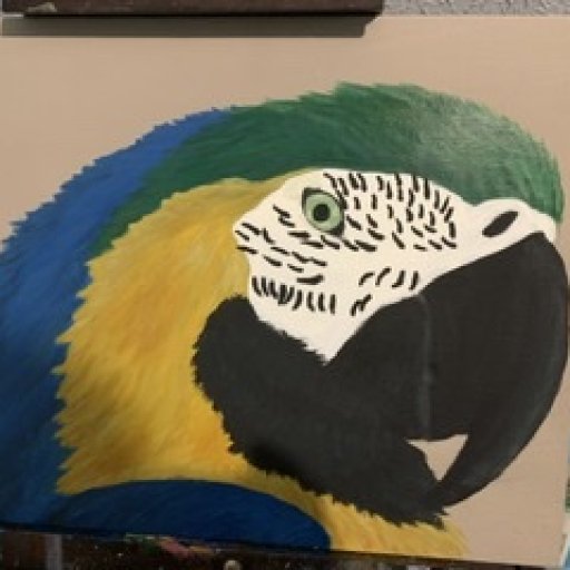 Blue and gold Macaw 