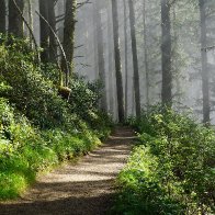 Foggy trees with Sun- Stavney